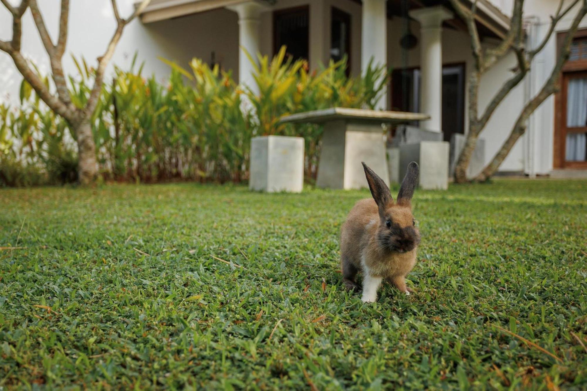 Villa White Queen Galle Esterno foto